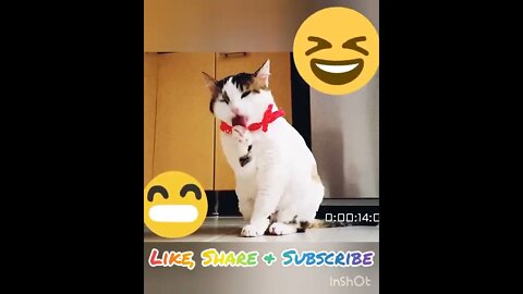 Funny Cat 2