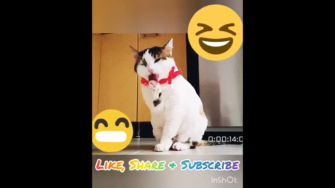Funny Cat 2