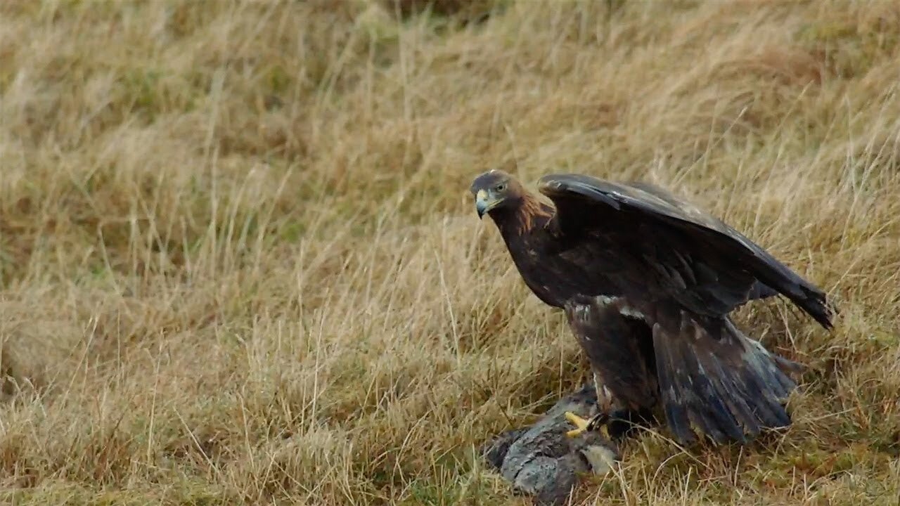 The Incredible Hunting Techniques of Eagles - Natural World: Super Powered Eagles - BBC Earth