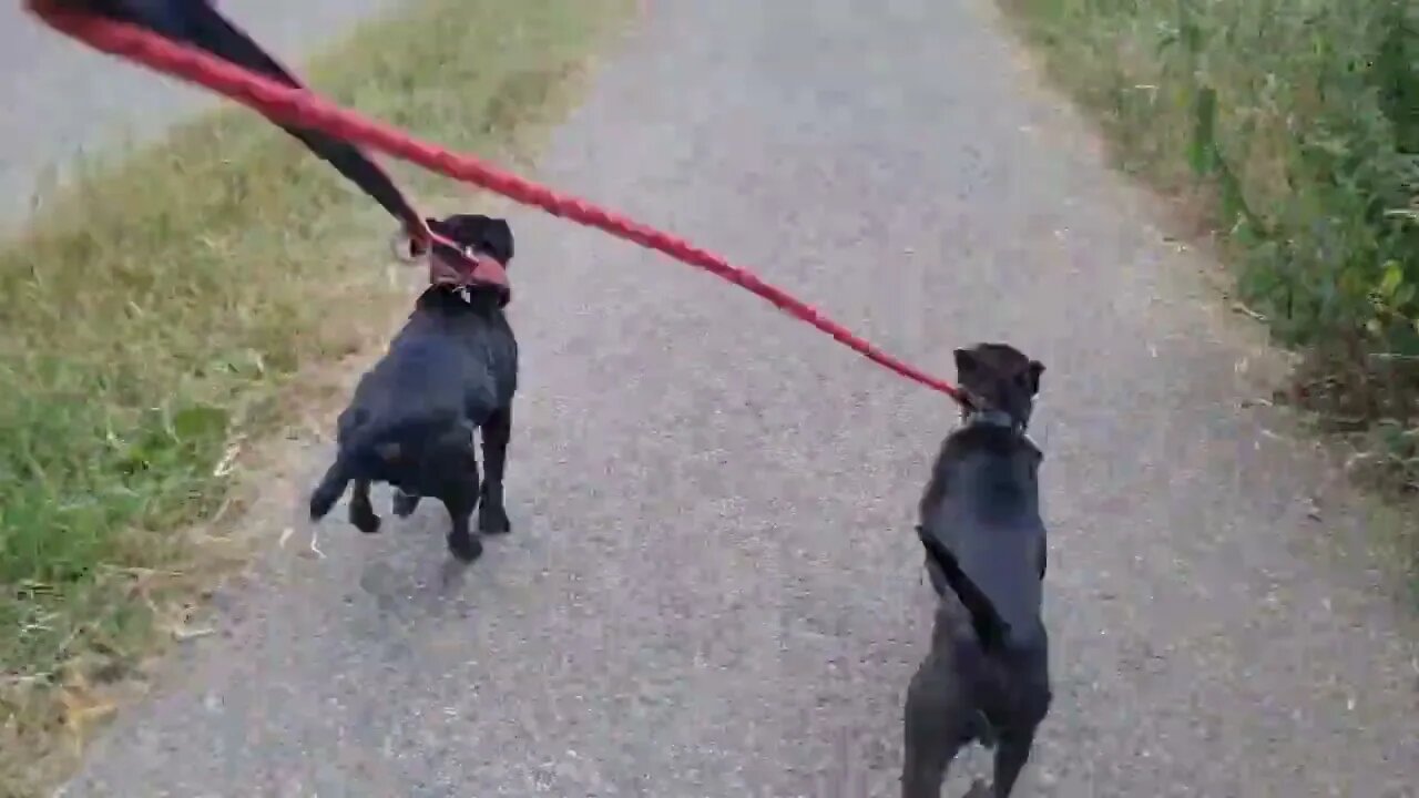 RUNNING PATTERDALE TERRIERS. Differences in build, styles and motion