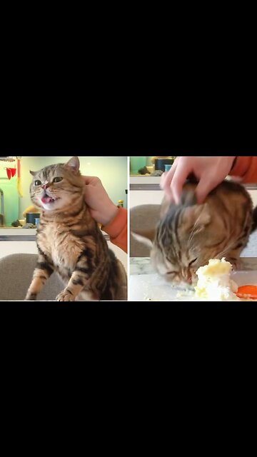 FUNNIEST CATS VIDEOS- BEST FUNNY ANIMALS VIDEOS 2023