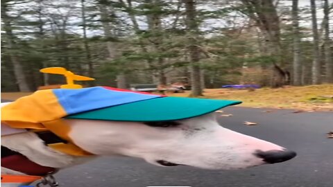 Try not to laugh🤣 Funny animals😹‖ #shorts #funnyvideo