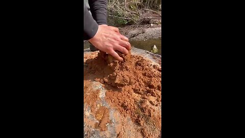 Cook fish in the forest