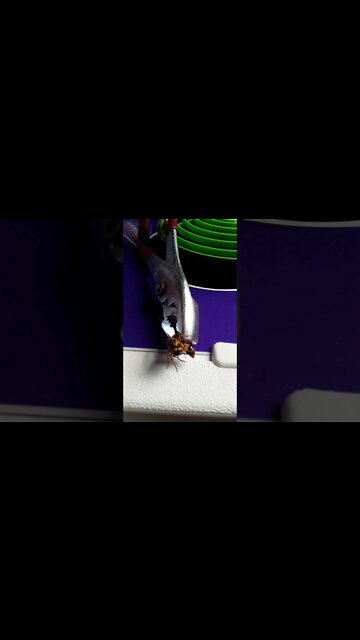 I got this hornet with a pair of pliers!