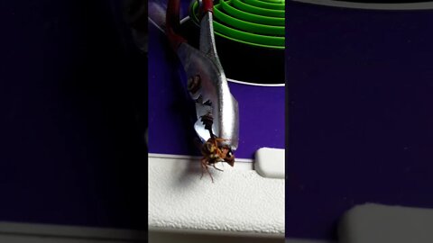 I got this hornet with a pair of pliers!