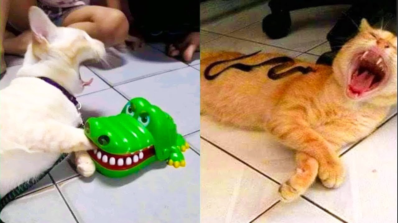 cat reaction to toy