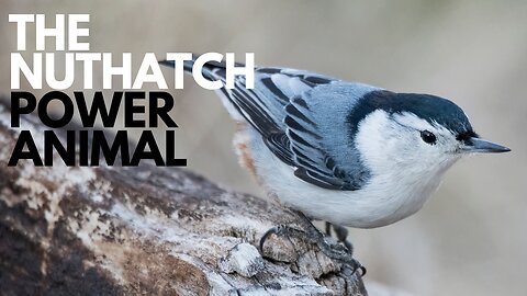 Nuthatch Power Animal