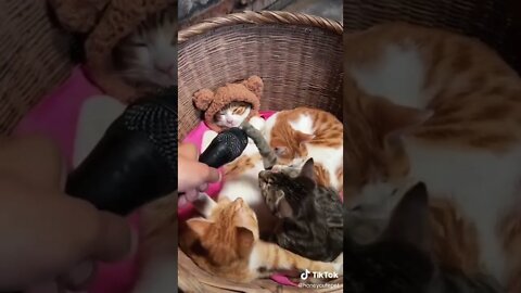 Funny & Cute Cats Compilation (TikTok) #shorts 😻