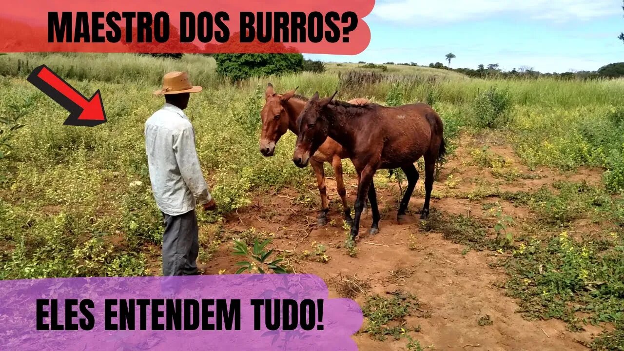 MAESTRO DOS BURROS - ELES ENTENDEM TUDO - VAQUEIRO PO