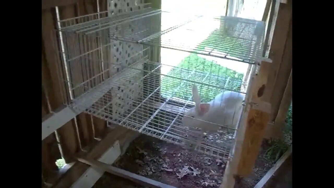 Rabbit Cage Build