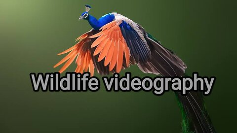 Wildlife videography| some best moment shoot animals