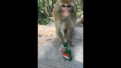 Very funny 🤣 monkey 🐵 funny 🤣