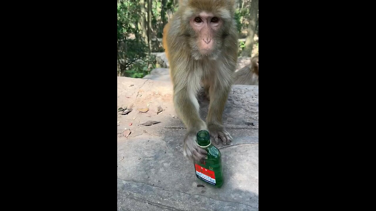 Very funny 🤣 monkey 🐵 funny 🤣