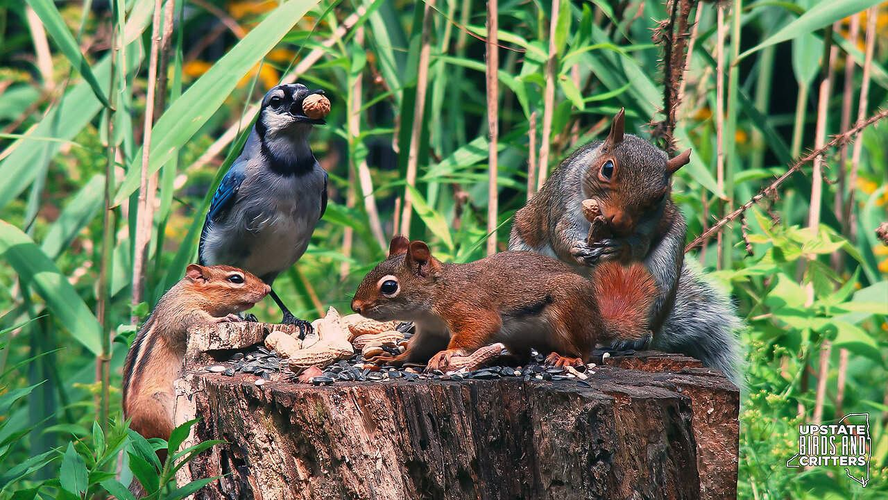 Upstate Birds And Critters: Ep 339 — 080524 Cat TV Dog TV