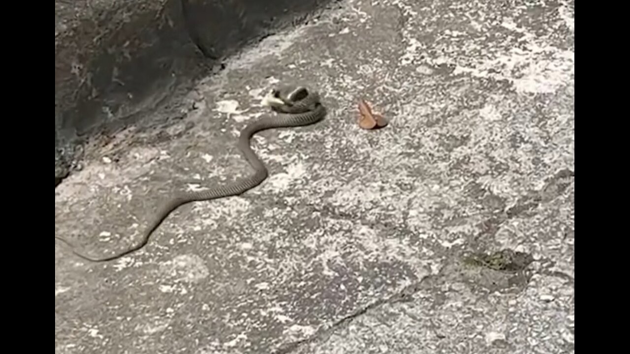 In pursuit of prey