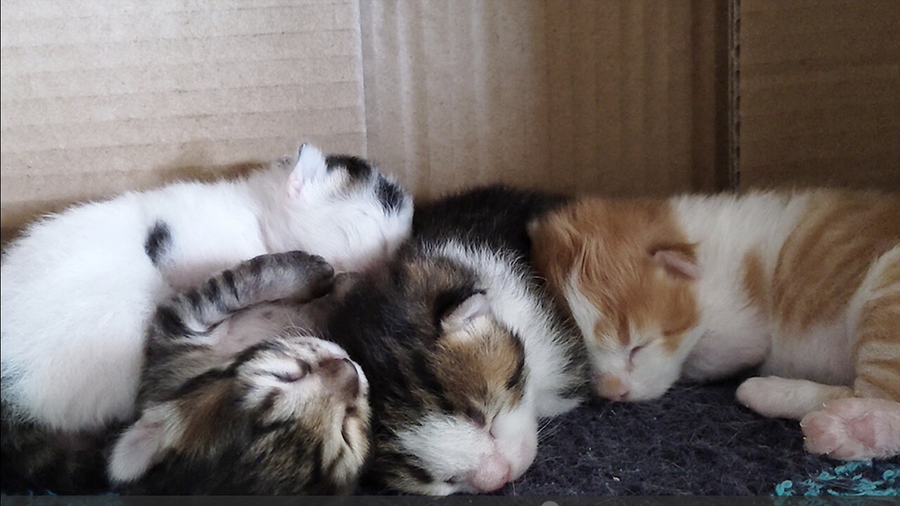 Cute Kittens [4-Days Old]