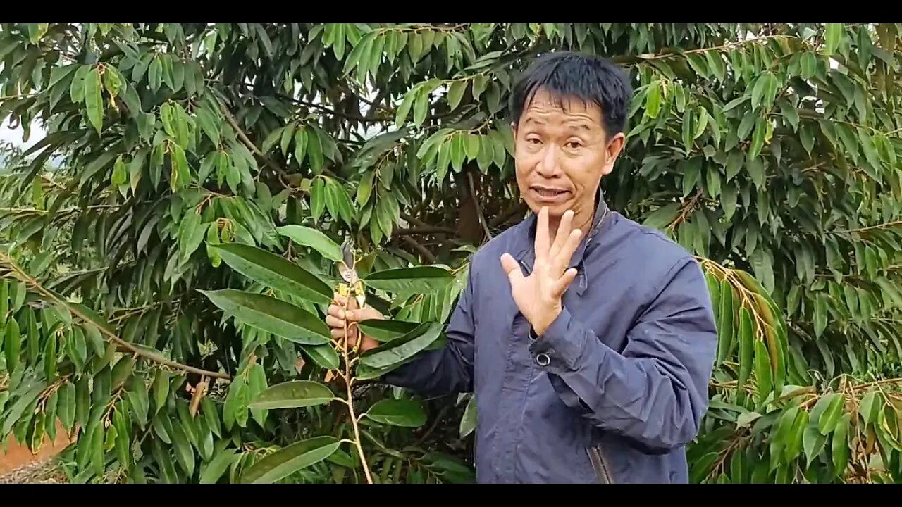 អាយុកាលនៃស្លឹកទុរេន