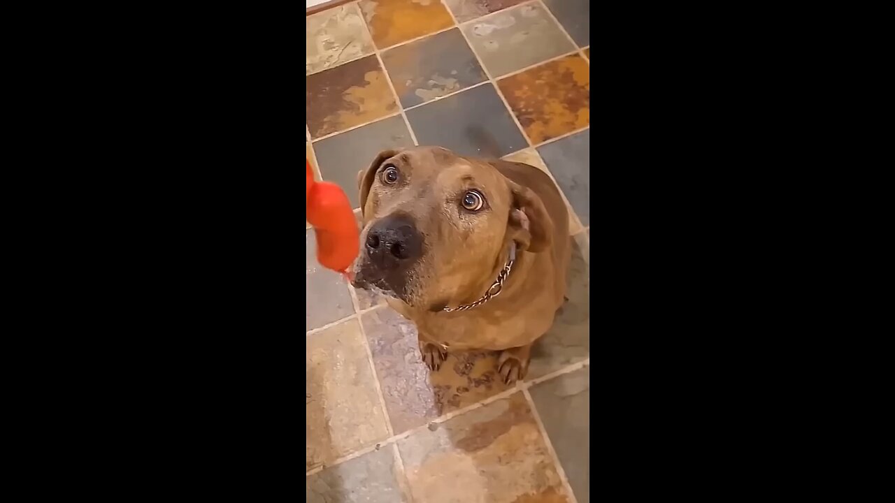 TRY NOT TO LAUGH | Funny Dogs