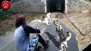 Relaxing Longboard Trip With My Husky