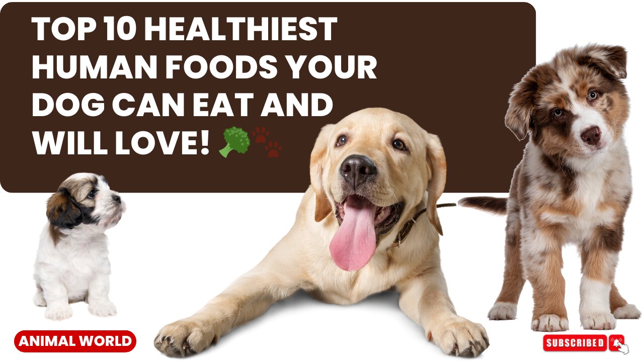 🐶The Top 10 Healthiest Human Food for Dogs and their Benefits🐶🍴🥦🐾🥕🦴🍗🐕🥚🥕🥩🐶🥒🐾🍌🐕🥣🐶🍇🐾