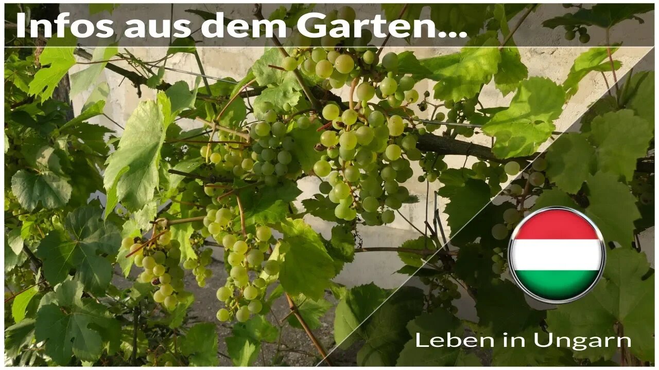 Neue Infos über Weintrauben im Garten - Leben in Ungarn