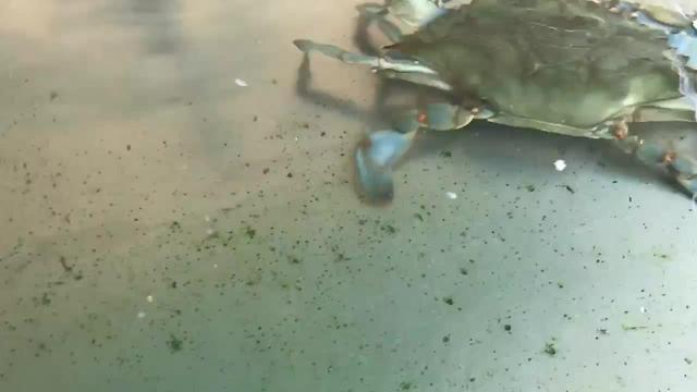 The Chesapeake Bay crab population is on the decline