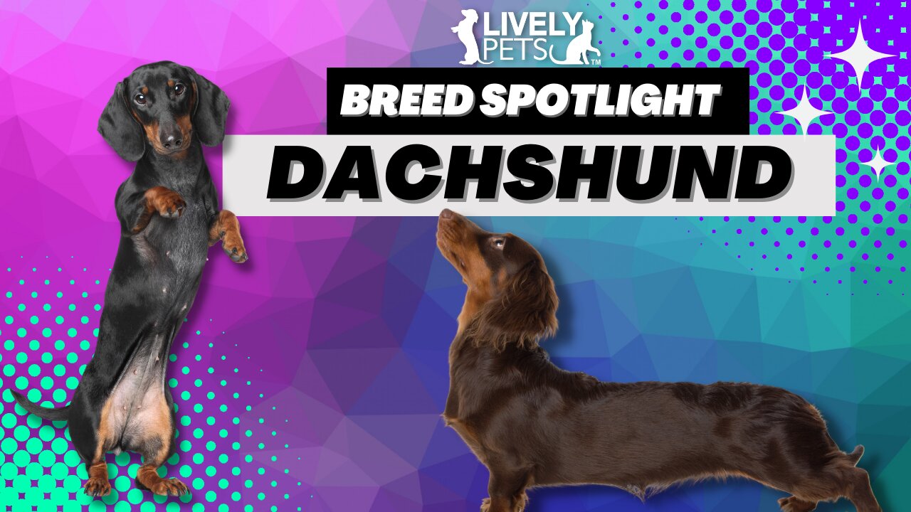 Dachshund Breed Spotlight - Everything You Need to Know!