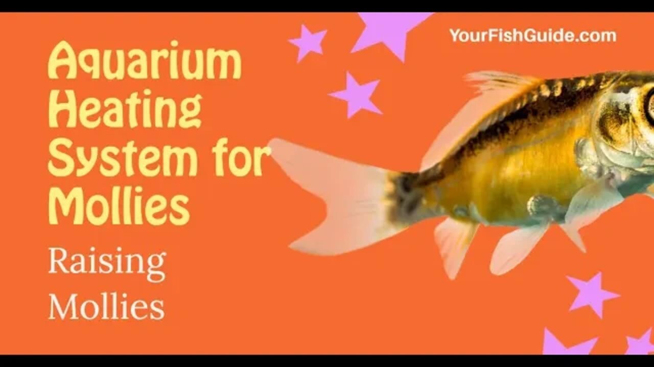 Raising Mollies | YourFishGuide.com