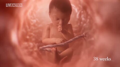 Meet Baby Olivia A Never Before Seen Look At Human Life In The Womb