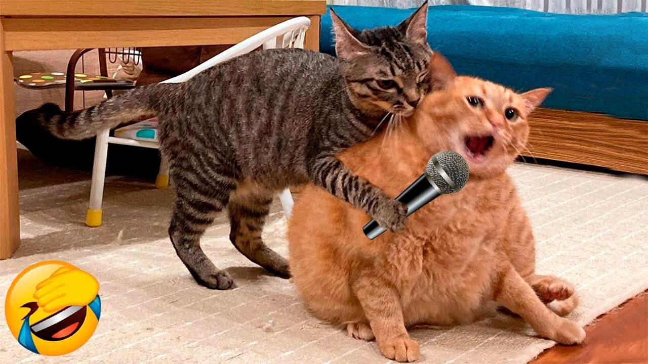 Funny Cat Memes Compilation of 2023 | Funny Cat Videos