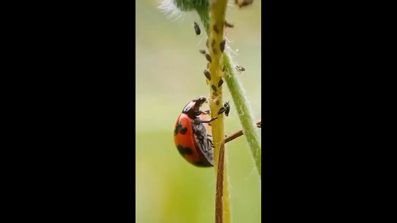 Lady Birdbeetle 🐞🪲