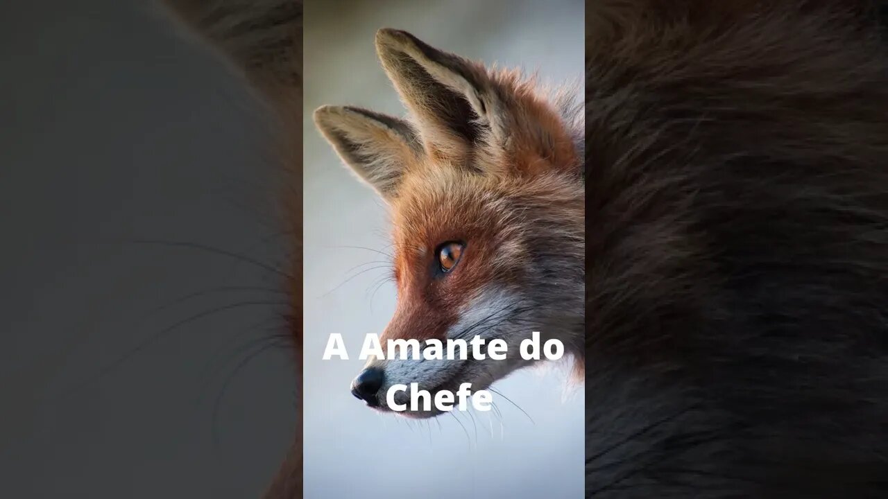 Animais engraçados 2022 - Cães e gatos fofos em momentos engraçados! #shorts