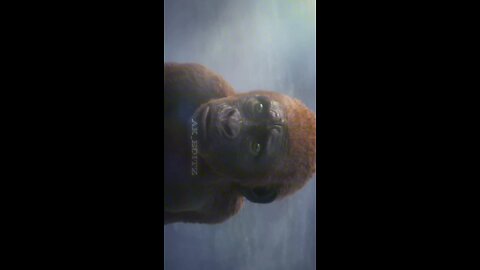Godzilla x Kong: The New Empire new trailer Malayalam troll Suraj