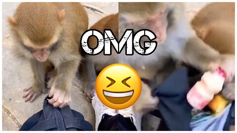 Funniest Monkey 🙊 | OMG | Karthiajiii