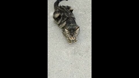 A cute and beautiful cat is resting