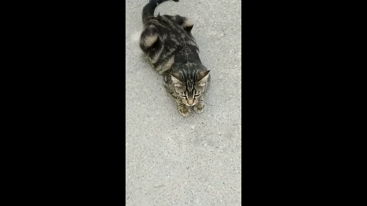 A cute and beautiful cat is resting