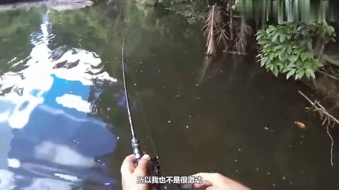 Fishing Diary 19~ Fishing in the wilderness jungle, the fish caught directly grilled to eat