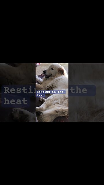 Livestock guardian resting in the heat #maremma #livestockguardiandog