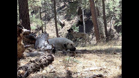 Mexican wolves threatening LGD in New Mexico