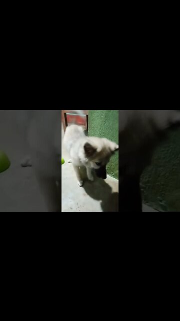 puppy thanks to owner |#shorts #puppy #dogs #cutedogs