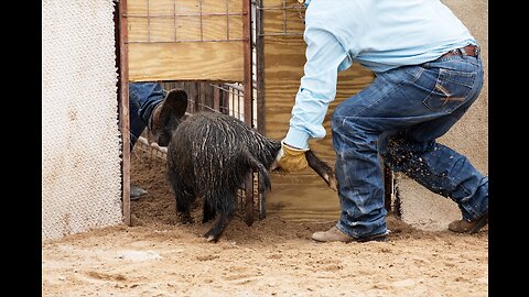 Announcer Calls This Pig Spam And Says He's Hard To Get Out Of The Can