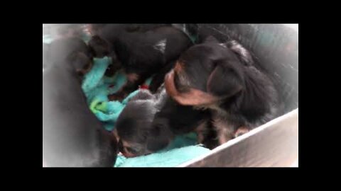 SoCal Adorable Yorkie Puppies