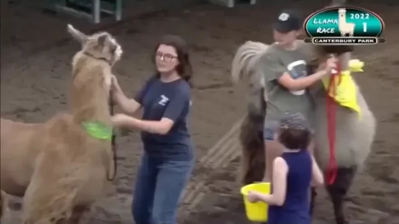 Llama racing is hilarious