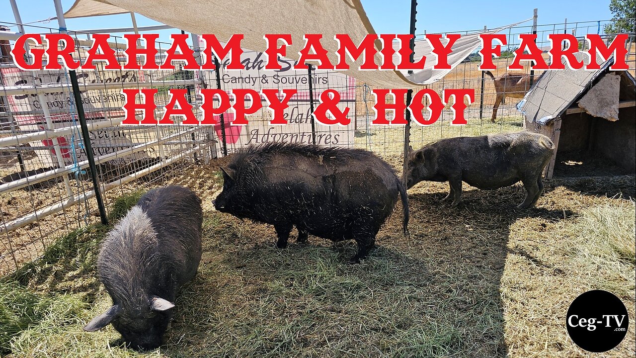 Graham Family Farm: Happy & Hot