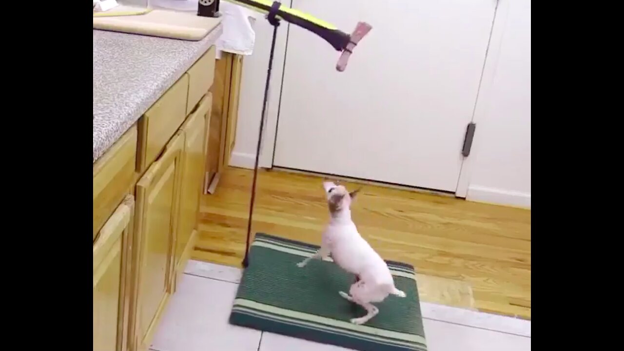 when the engineer became lazy and ate with the help of the dog. Lovely and wonderful