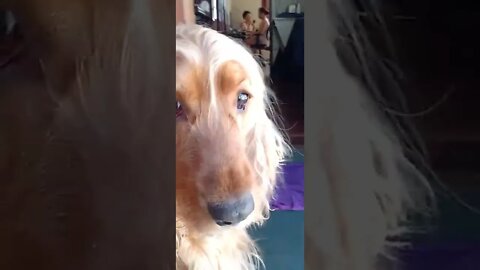golden dog , shorts