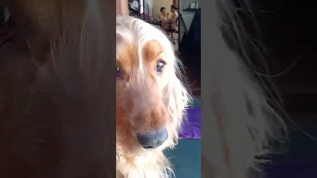 golden dog , shorts