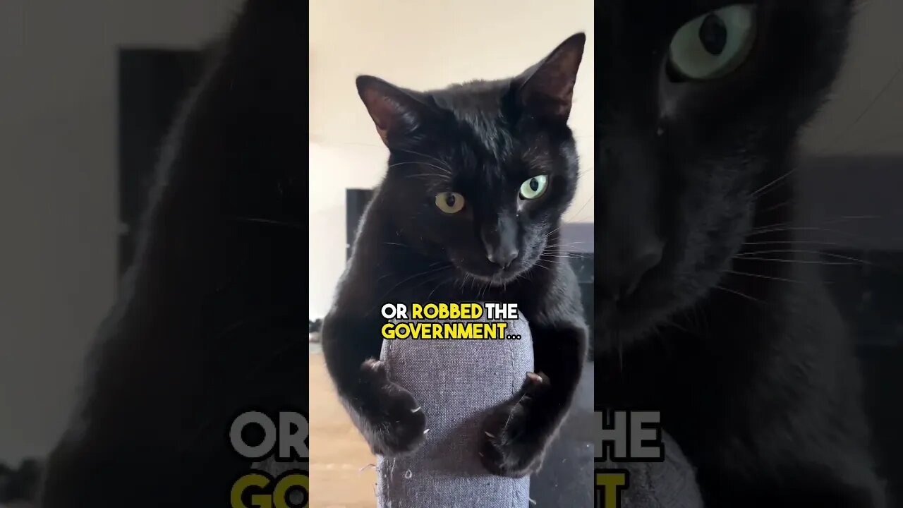 Now that’s a friend for life😁 #cat #blackcat #leonthecatdad #darkhumour #darkhumor #relationship