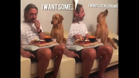 Dog HILARIOUS!! Reaction while watching his owner eating