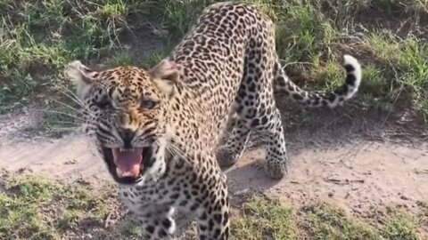 LEOPARD GROWLS AT CAR TO PROTECT HER CUBS